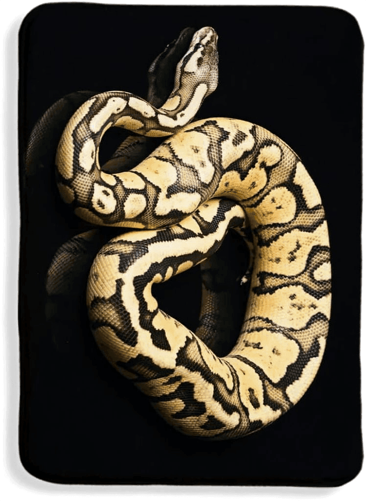 Snake rugs EMOSHA Snake Area Rug, Modern Forest Animal Predator Floor Carpet,Python Snake Horror Rug Comfortable Soft with Non-Slip Backing Ideal for Living Room Bedroom Decor 16x24inch