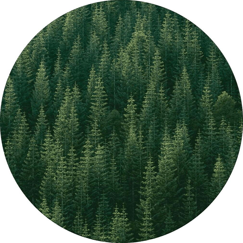 Area Green All Rounds/Square Green Forest Tree Area Rug Round Rugs 4ft, Nature Collection Area Runner Circle Rug (Non-Slip) Carpets Kids Living Room Bedroom Indoor Outdoor Nursery Rugs Décor