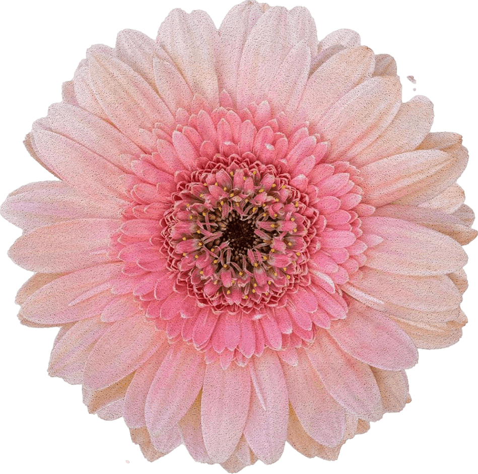 Area Pink All Rounds/Square Large Round Area Rug for Living Room Bedroom, 5ft Non-Slip Rugs for Kids Room, Pink Daisy Gerbera Flowers Floral Washable Carpet Floor Mat for Home Nursery Room Decor